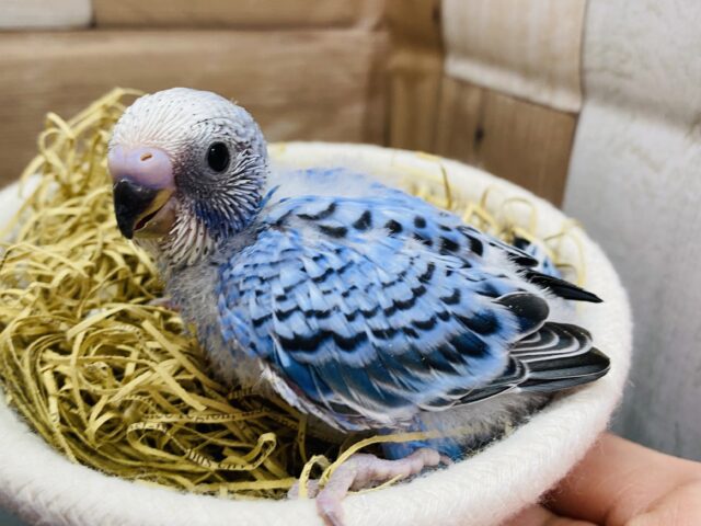 定番人気カラー💙鮮やかブルーが素敵なセキセイインコオパーリン⭐️