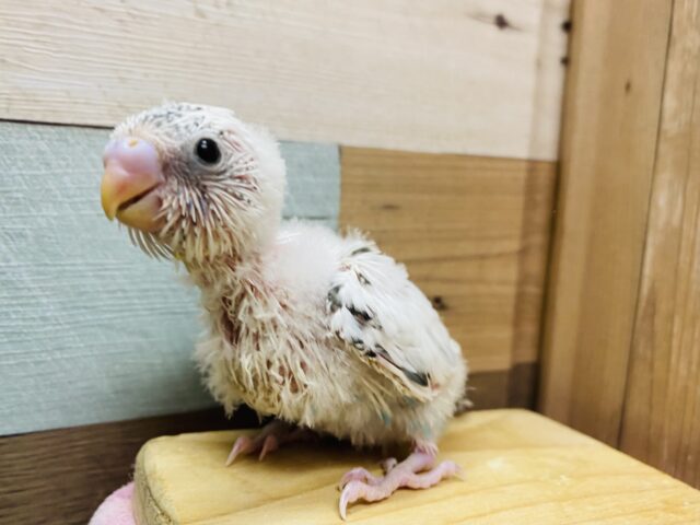 クリクリおめめが可愛いんですよね💕セキセイインコ白ハルクイン❗️