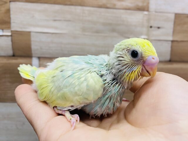 ふわっと優しいカラーが可愛すぎます🩵セキセイインコパステルカラーレインボー🌈