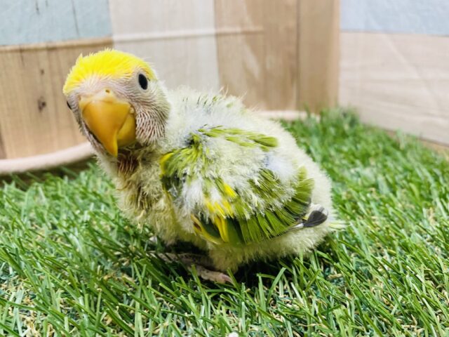 誰もがメロメロなっちゃう可愛さです‼️パッと明るいコザクラインコ（タイガーチェリー）🍒