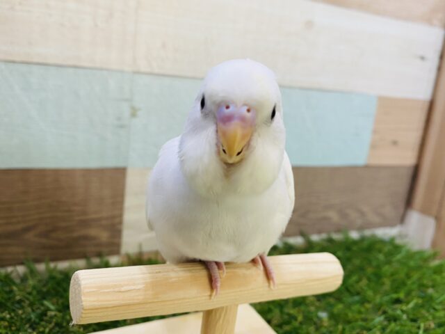 最新画像有り⭐️真っ白美白のクロメちゃん🤍セキセイインコのダブルファクター！！