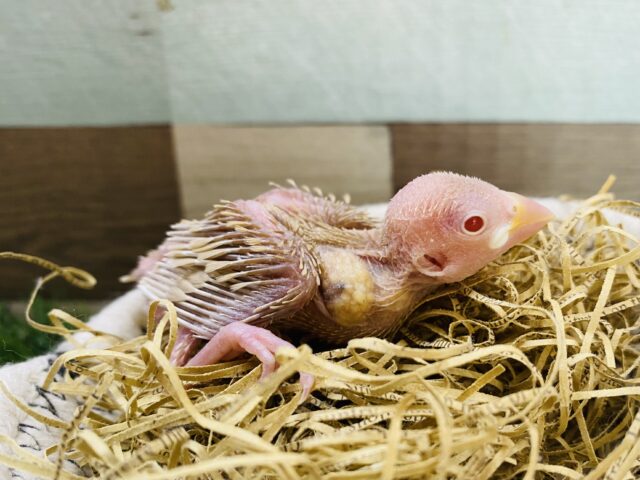 まだヒナヒナちゃんなんです💕これからの成長の楽しみなシナモン文鳥☺️