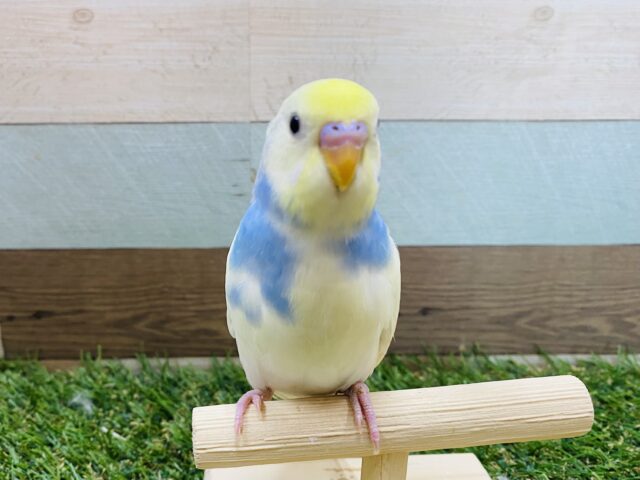最新画像有り❗️シュッとした体つきで優しい色合いの子💛セキセイインコのパステルレインボーパイド！！