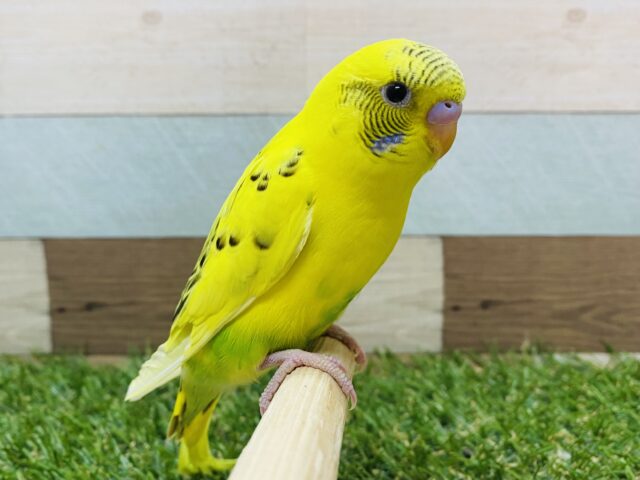 最新画像有り⭐️じーっと見つめられちゃいます💕セキセイインコ黄ハルクイン❗️