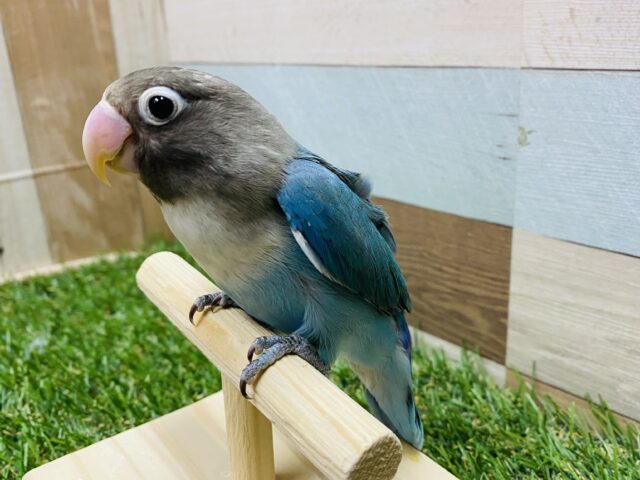 最新画像あります☆この落ち着いたブルーが人気です⭐️ワタワタのマフラーを見にまとったブルーボタンインコ💙