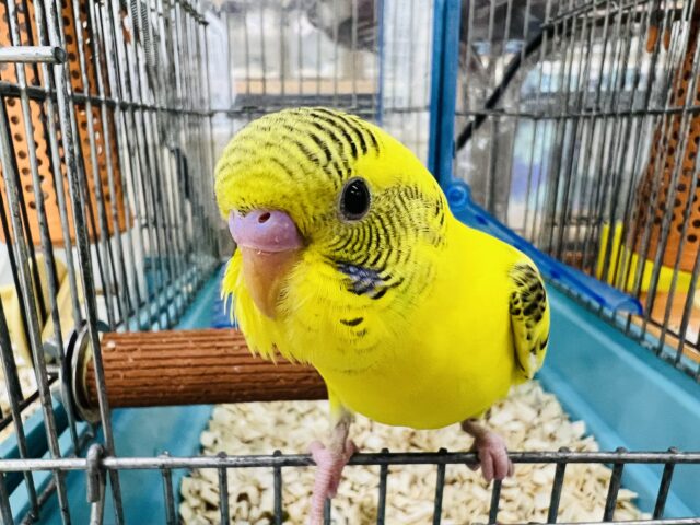 自己主張楽強め⁉︎慣れ慣れセキセイインコ（イエローハルクイン）