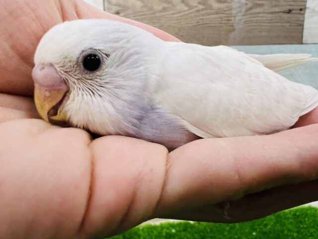 差し色がgood!とっても綺麗なセキセイ（ダブルファクター）♡