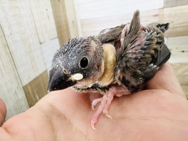 桜文鳥！雛入舎ですよ！！