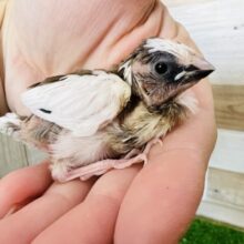 じゅーじゅー十姉妹♡雛入舎です！