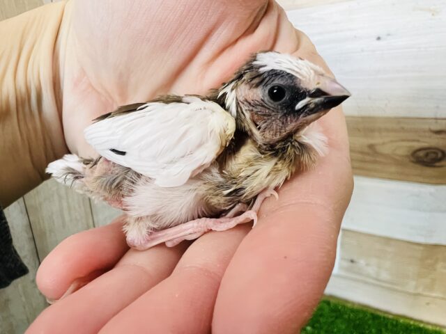 じゅーじゅー十姉妹♡雛入舎です！