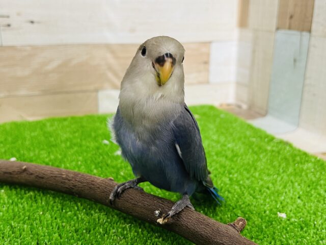 画像更新☆おてんば？♡バイオレット小桜インコ☆