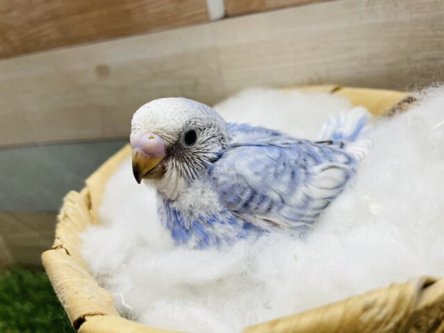 青空のように美しく綺麗な子🩵セキセイインコのスパングル！！