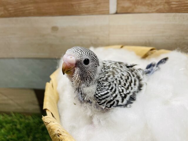 ちょこんと感がたまらないッ！！セキセイインコの並カラー！