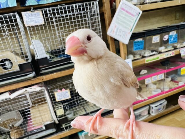 画像更新☆やっぱり綺麗だよね♡シナモン文鳥