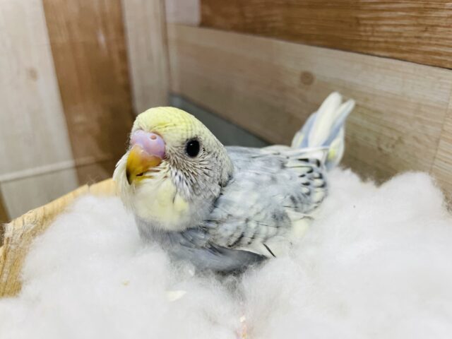 どんなお色になるのかな？？セキセイインコのパステル系！！