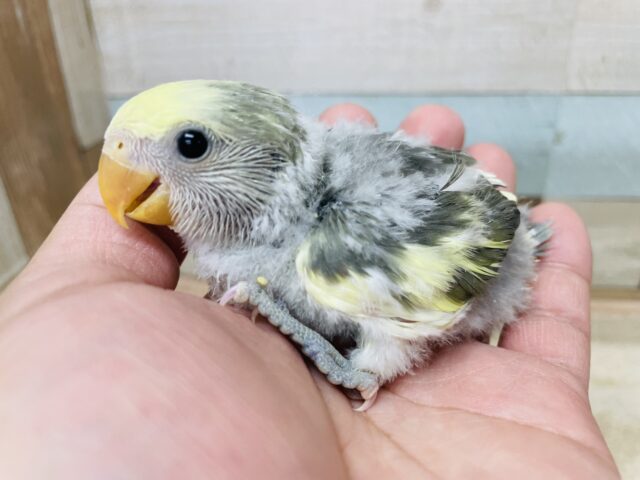 キュルルンとしたおめめの可愛い子💕コザクラインコのモーブパイド！！