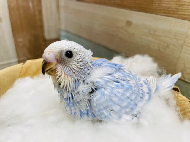 青空カラーのふんわり可愛いヒナさん⭐️セキセイインコのスパングル！！