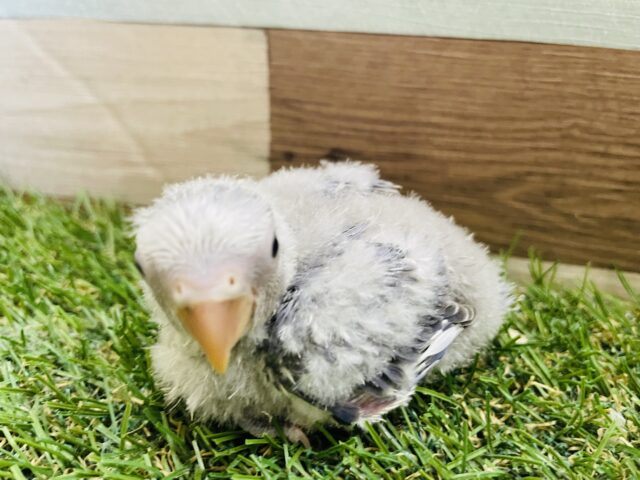 わたわたでまるっとボディが可愛い子🩷コザクラインコのバイオレットオパーリン！！