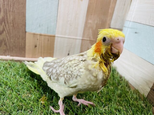 最新画像あります✨シナモンのお色と模様が可愛い子🩷オカメインコのシナモンパール！！