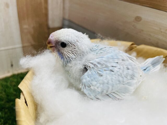 あわ〜いブルーの可愛い癒しカラー♪セキセイインコのスパングル！！