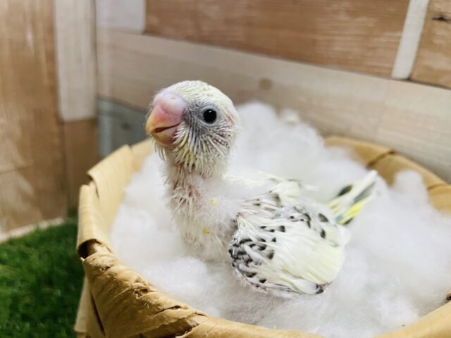 優しい雰囲気を感じるヒナさん♪セキセイインコの4色ハルクイン！！