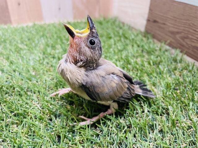 最新画像あります✨ご飯のアピールが上手なんです☺️元気いっぱいな桜文鳥🌸