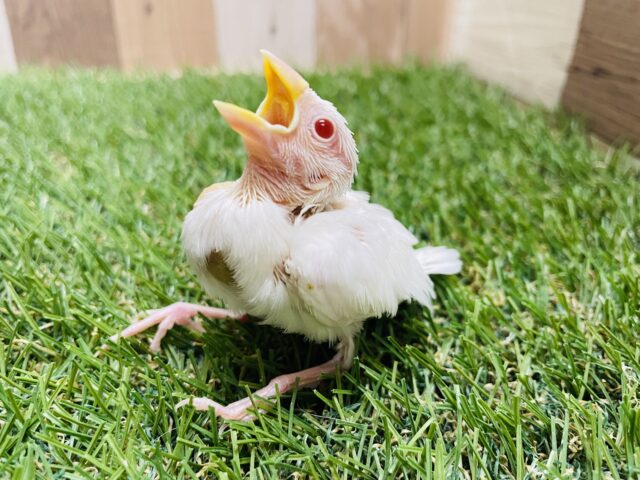 最新画像あります♪キラッと輝く赤目が素敵です❤️真っ白なアルビノ文鳥！