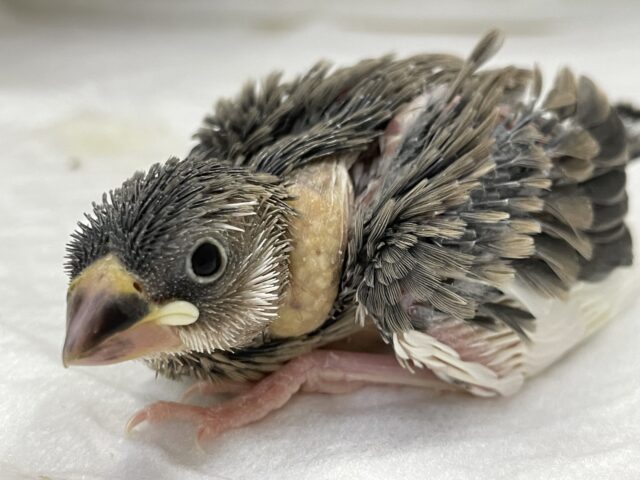 元気いっぱい‼️桜文鳥🌸