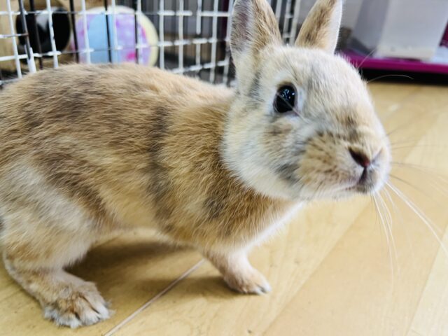 画像更新☆まだら模様❤ミニウサギ(オレンジトーティー）