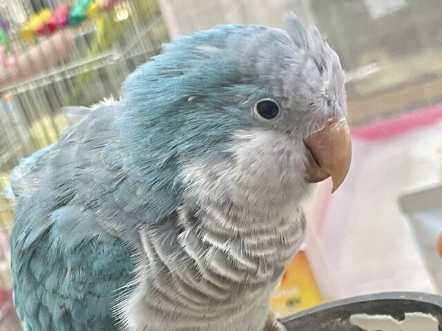 オキナインコ　ブルー💙カキカキ大好き甘えん坊！