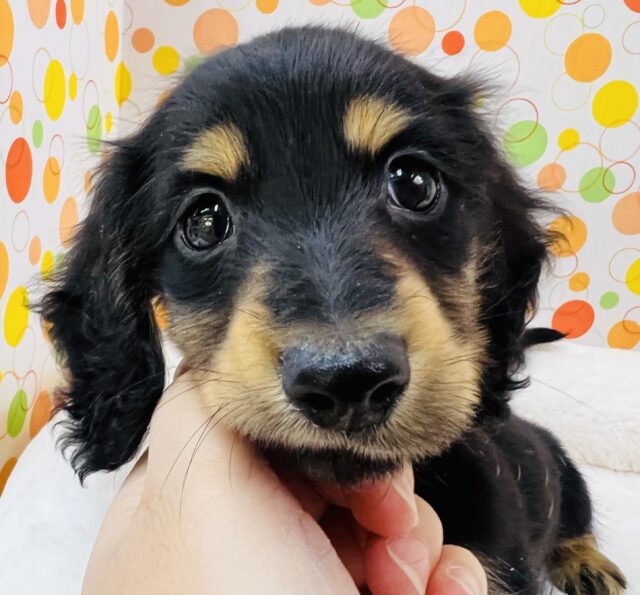 元気いっぱい！ミニチュアダックスくん来ました！！