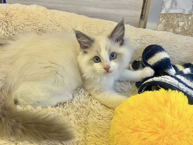 ふみふみがとまらない💓やんちゃ！！ラグドールの男のコきました〜✨️