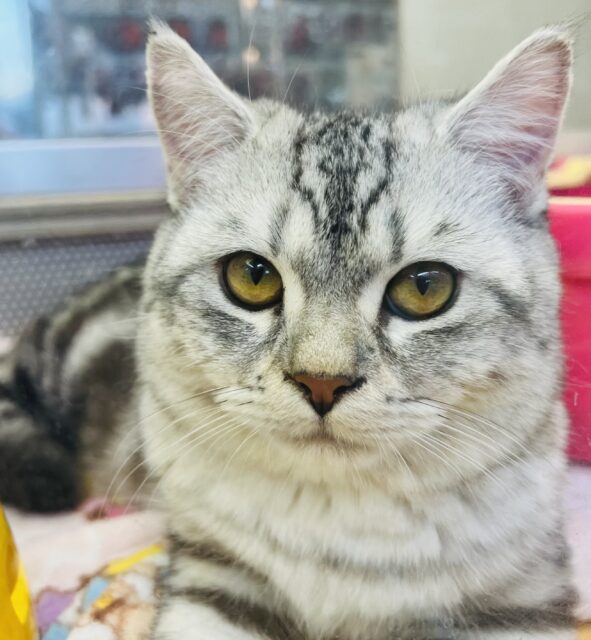 写真更新しました！兄弟入舎！アメショーみたいなミヌエットくん