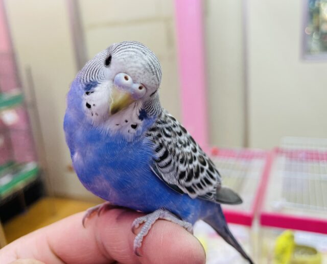 最新画像あります♪ヒナ餌卒業‼️頭から模様がぎっしりの綺麗な子✨セキセイインコの並カラー！！