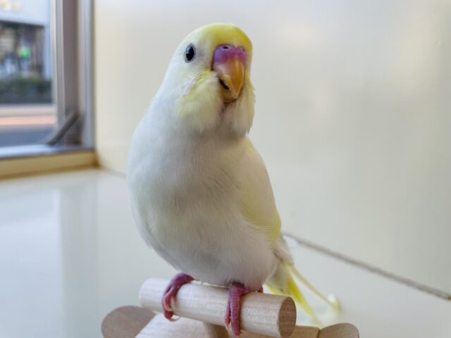 最新画像あります♪ヒナ餌卒業‼️優しいお色がステキです💛ぱっちりおめめのセキセイインコ（クリーム）