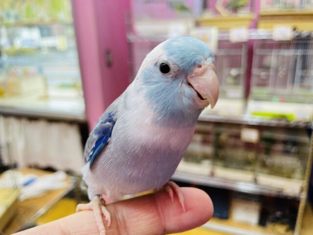 最新画像有り⭐️手乗りOK❗️にぎころOK❗️カキカキOK❗️マメルリハインコのブルーパイド！！
