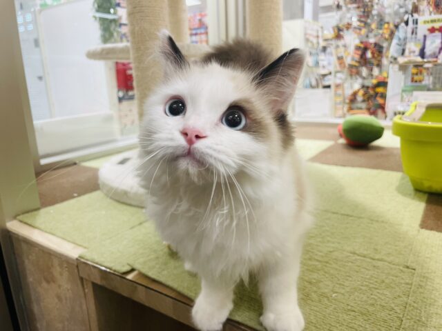 普段はイケメンだけど寝顔はブチャかわなラグドールくん！