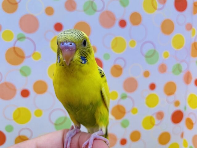 最新画像あります☆ヒナ餌卒業‼️びよ〜んと伸びて元気いっぱいなセキセイインコ☀️黄ハルクイン❗️