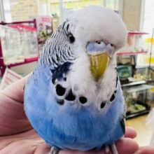 画像更新☆ちょっと困り顔⁈立派なジャンボセキセイインコ！