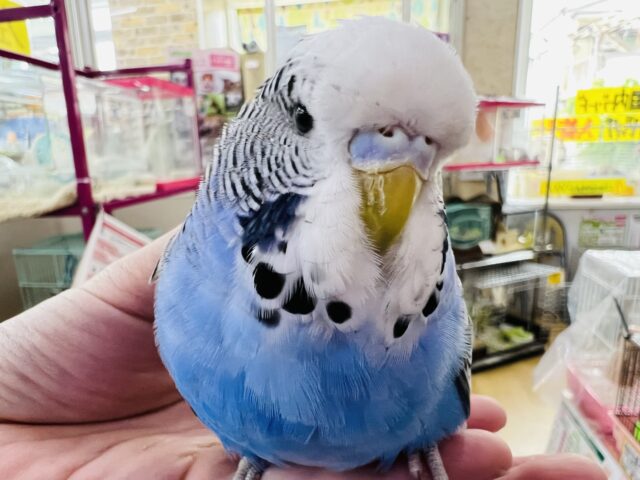 画像更新☆ちょっと困り顔⁈立派なジャンボセキセイインコ！