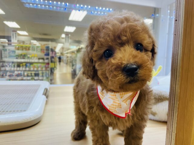 かまってくれるまで諦めないもん♥トイプードルちゃん！