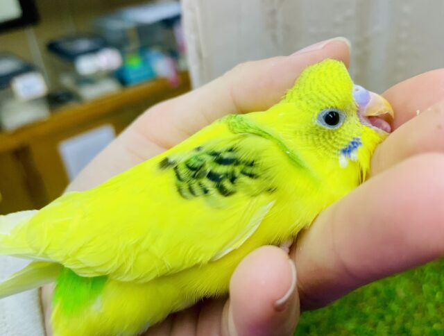 最新画像になりますよ🌟セキセイインコ(黄色ハルクイン)の子がやってきましたよ〜♪