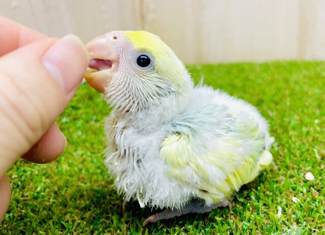 詰め込んじゃってポップ🍰アラモード🍨　コザクラインコ　ブルーチェリーパイド