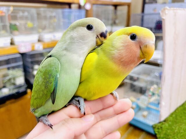 最新画像になりますよ🌟大胆な可愛さ行使で特権の欲張りポリシー🤭　コザクラインコ　ブルーチェリー
