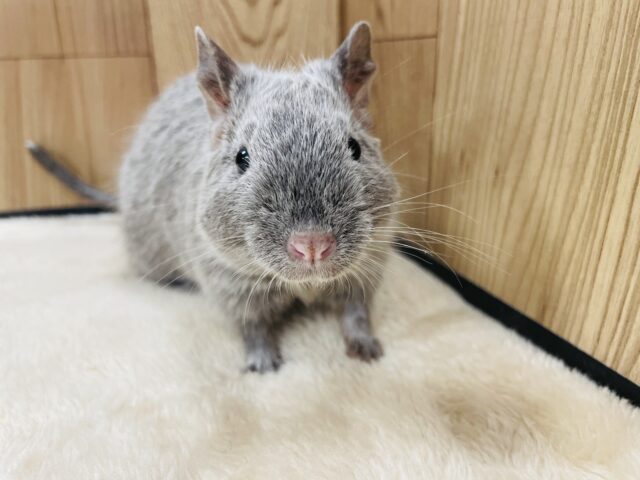 【動画更新🪄】綺麗なカラーの好奇心旺盛な🩶デグー（シルバー）男の子
