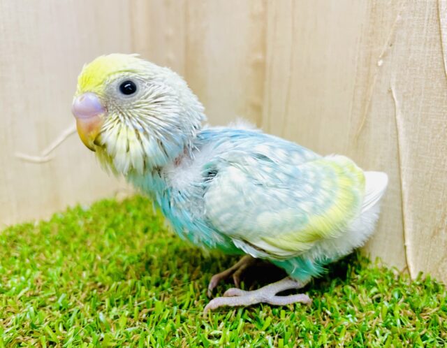 えがおが１つ〜釣られて２つ〜🎵　セキセイインコ　レインボー