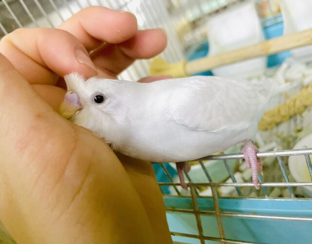 最新画像になりますよ🌟真っ白な雪のように〜⛄️⛄️⛄️ふんわりホワイト！！　セキセイインコ　ダブルファクター