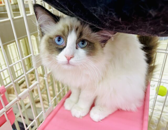 最新画像になりますよ🌟抱っこしてにゃん☆ラグドール・女の子！