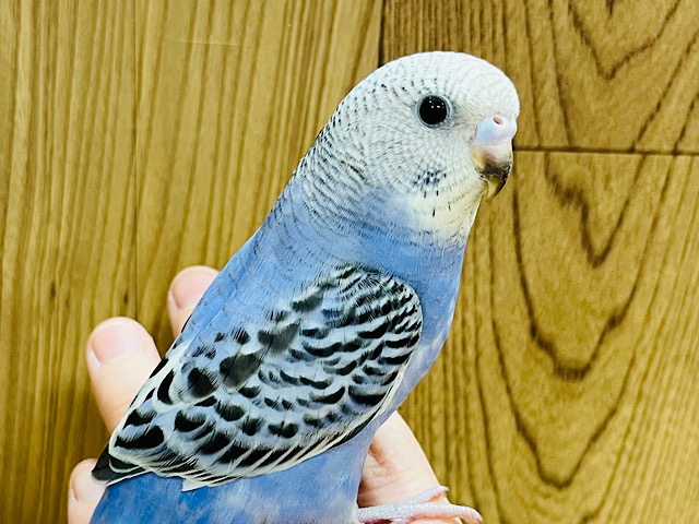 触れ合うほどにハマります♡セキセイインコ(オパーリン)
