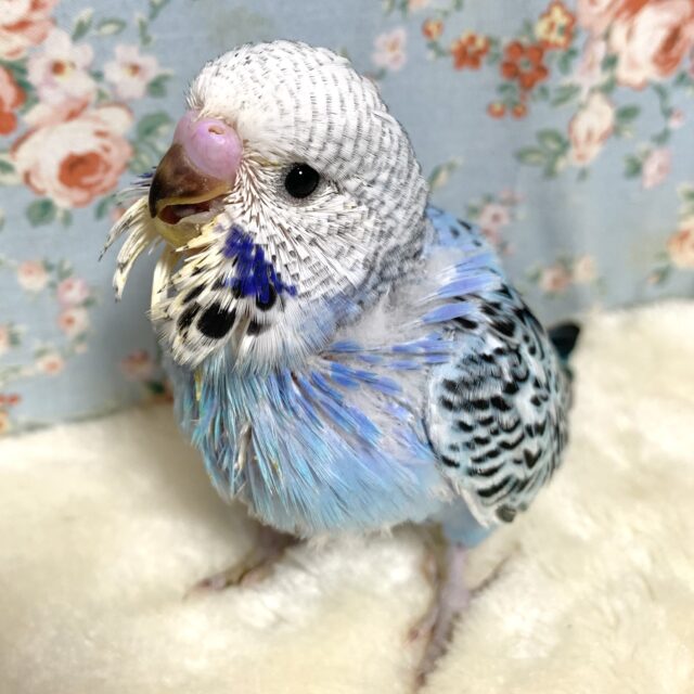 ジャンボセキセイインコ  🦋💙( ･θ･)